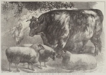 Smithfield Club Cattle Show, prisboskap och får i Agricultural Hall, Islington